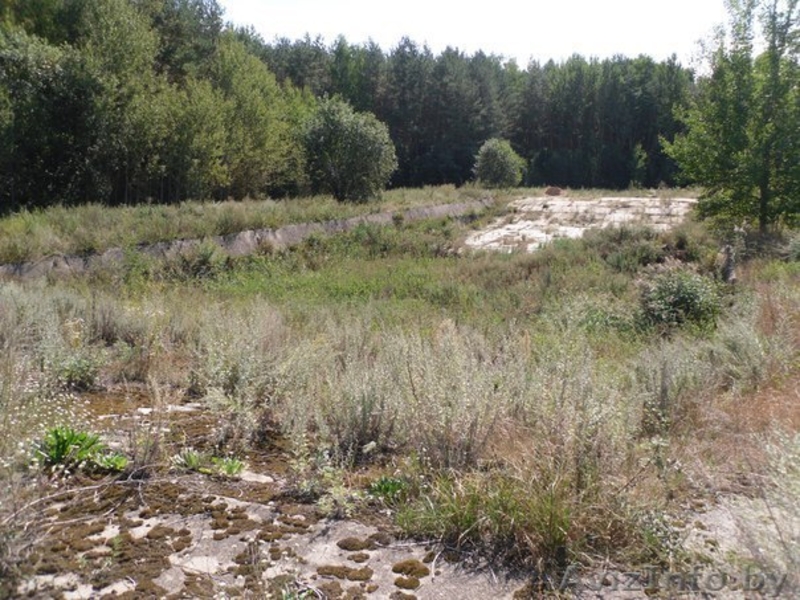 Перспективный участок в Негоничах 4,3 Га (89 км от Минска) - Изображение #4, Объявление #1432492