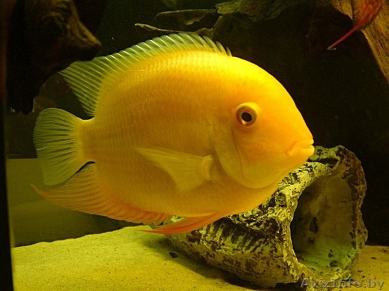 Аквариумные рыбки редкие виды. - Изображение #3, Объявление #1404998