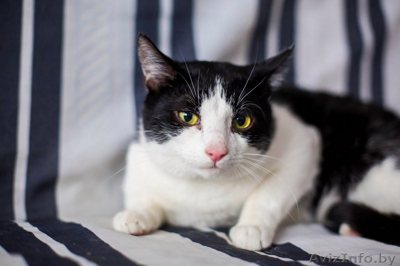 Малыш ищет семью - Изображение #4, Объявление #1441751