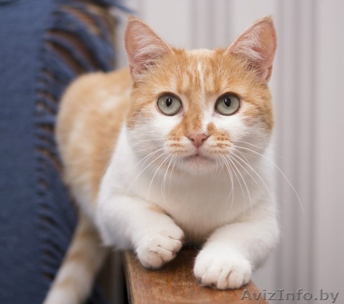 Евдокия в поисках  дома - Изображение #3, Объявление #1427363