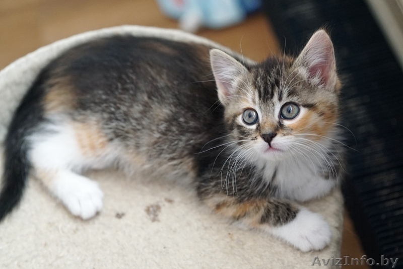 котенок девочка в поисках дома - Изображение #3, Объявление #1443188