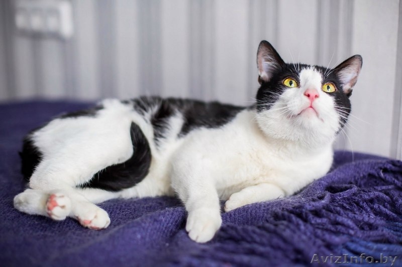 Малыш ищет семью - Изображение #3, Объявление #1441751