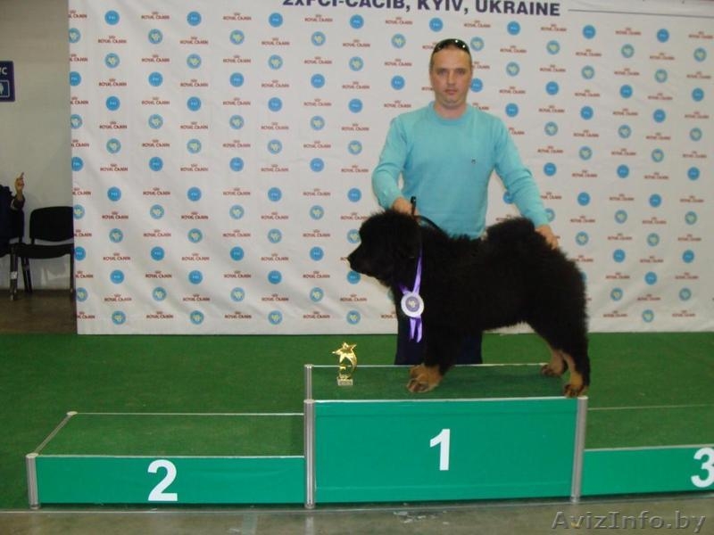 Продаются щенки тибетского мастифа, Беларусь - Изображение #3, Объявление #1429998