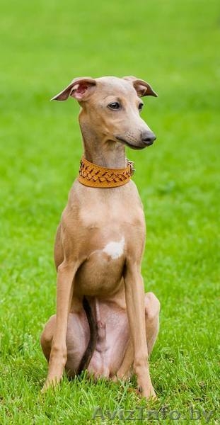 Продается щенок левретки Минск - Изображение #3, Объявление #1445745