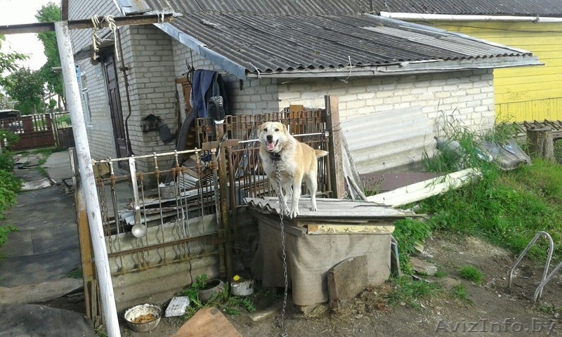 ПРОДАЕТСЯ ДОМ В ИСТОРИЧЕСКОМ Г.НЕСВИЖ  - Изображение #5, Объявление #1442961