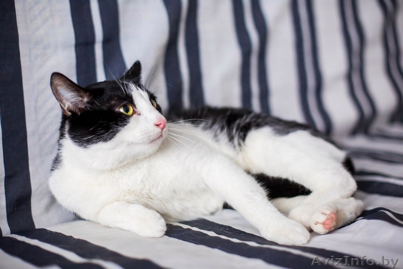 Малыш ищет семью - Изображение #5, Объявление #1441751