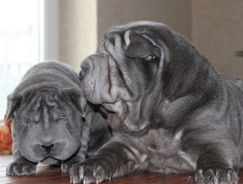 Шарпей щенки окрас голубой в Минске. - Изображение #3, Объявление #1443317