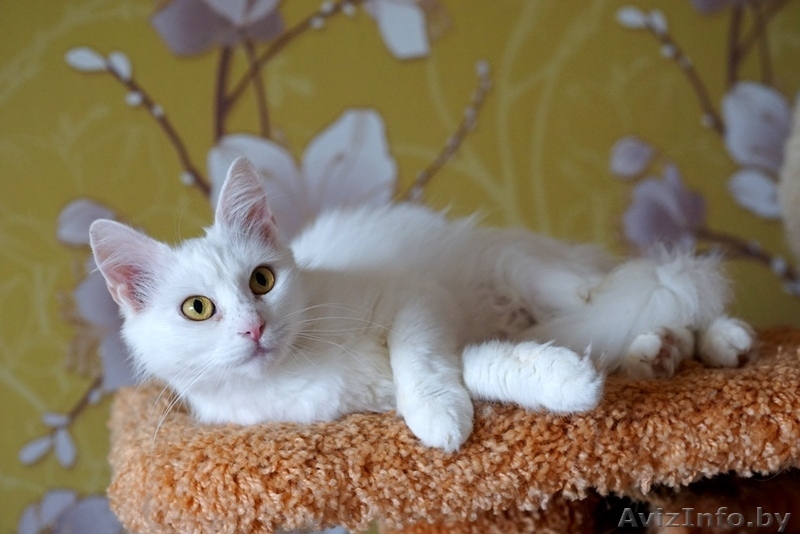 кошечка Пуся ищет дом - Изображение #2, Объявление #1459366