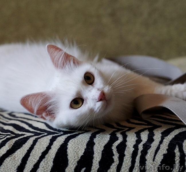 кошечка Пуся ищет дом - Изображение #5, Объявление #1459366