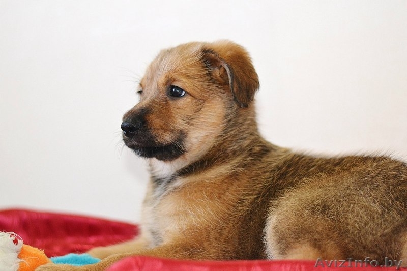 Преданные девчонки в дар!  - Изображение #3, Объявление #1448361