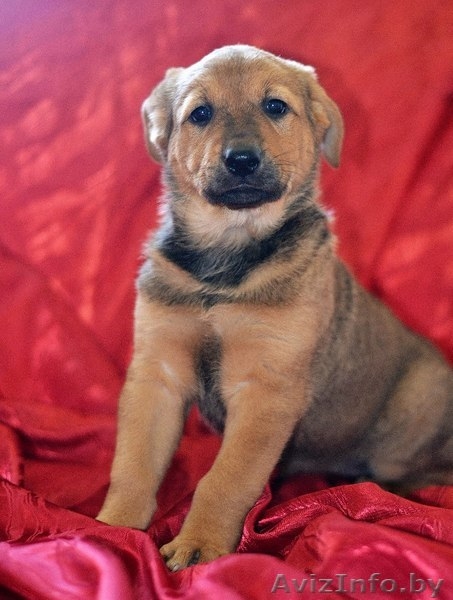 Преданные девчонки в дар!  - Изображение #4, Объявление #1448361