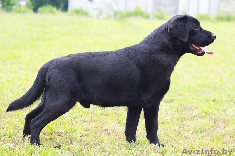 Чёрный подрощеный мальчик лабрадор, титулованый - Изображение #3, Объявление #1454983
