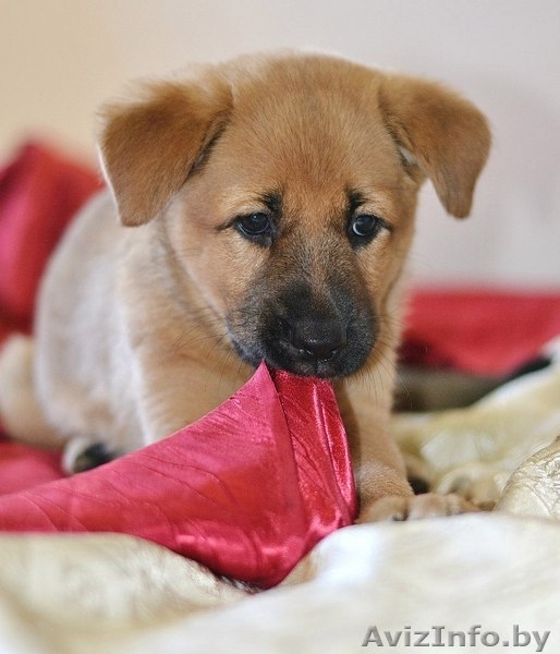 Преданные девчонки в дар!  - Изображение #5, Объявление #1448361