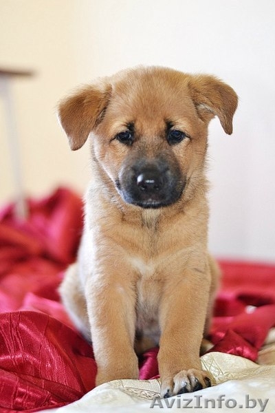 Преданные девчонки в дар!  - Изображение #6, Объявление #1448361