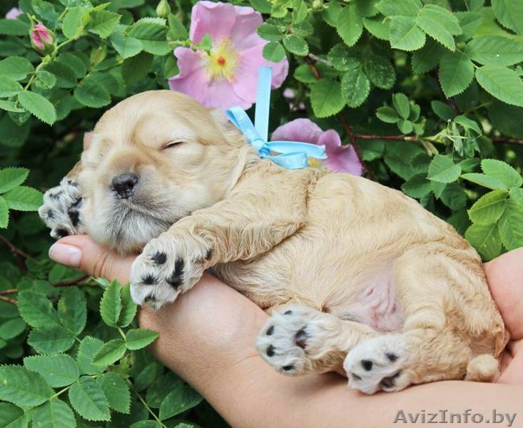 Очаровательные щенки Американского кокер спаниеля - Изображение #6, Объявление #1453423