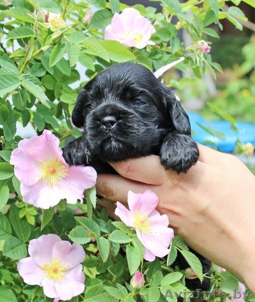 Очаровательные щенки Американского кокер спаниеля - Изображение #3, Объявление #1453423