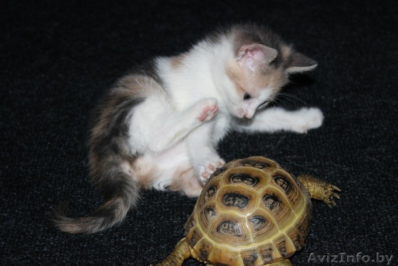 Очаровательные котятки в дар - Изображение #4, Объявление #1456274