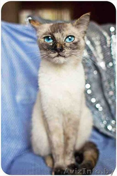 очаровательная кошечка подросток в дар - Изображение #1, Объявление #1459294