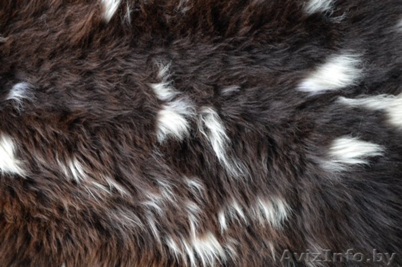 Ковер из шкуры натуральный - Изображение #3, Объявление #1451285