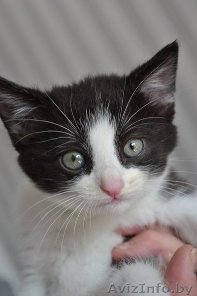 Котёнок Мишенька в добрые руки  - Изображение #3, Объявление #1455021
