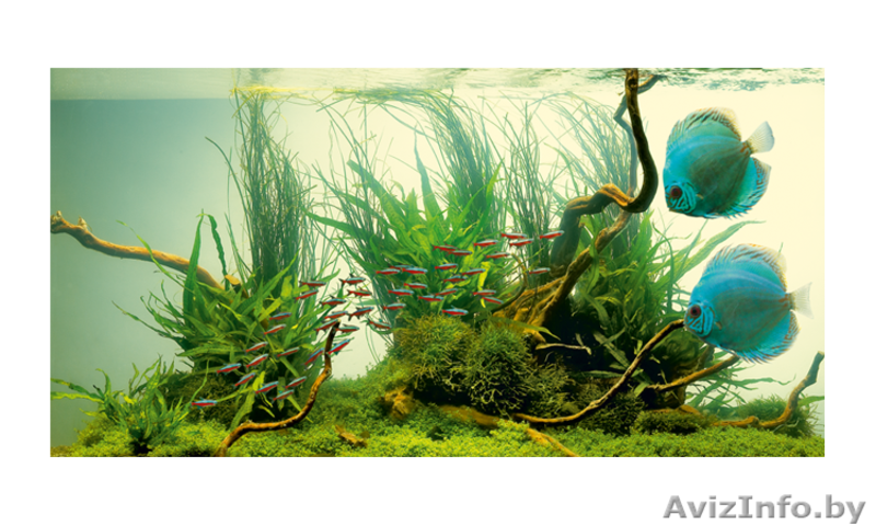 Лампа JUWEL HiLite Nature 24вт 43.8см Т5 - Изображение #4, Объявление #1449505