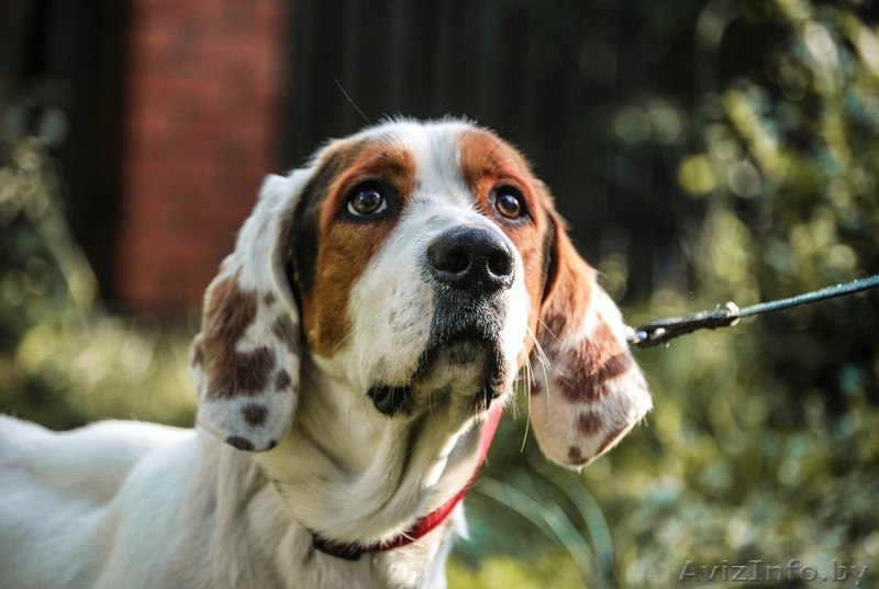 Метис бассета ищет дом - Изображение #2, Объявление #1455208