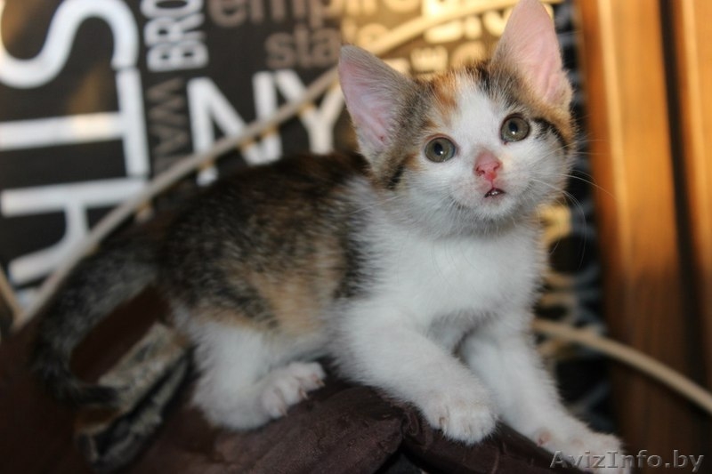 Очаровательные котятки в дар - Изображение #5, Объявление #1456274