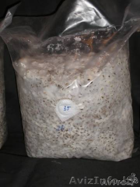 Грибное производство - Изображение #4, Объявление #1467495