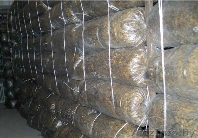 Грибное производство - Изображение #5, Объявление #1467495