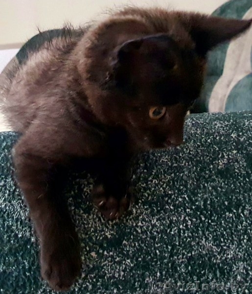 Котенок (мальчик) 2 мес. в дар - Изображение #4, Объявление #1463250