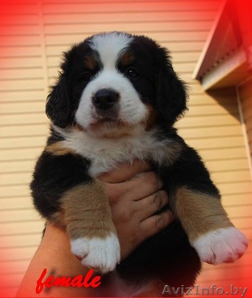 Щенок бернского зенненхунда - Изображение #5, Объявление #1472684