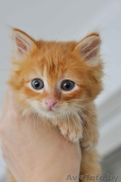 Рыжий кот в дар! - Изображение #4, Объявление #1469018