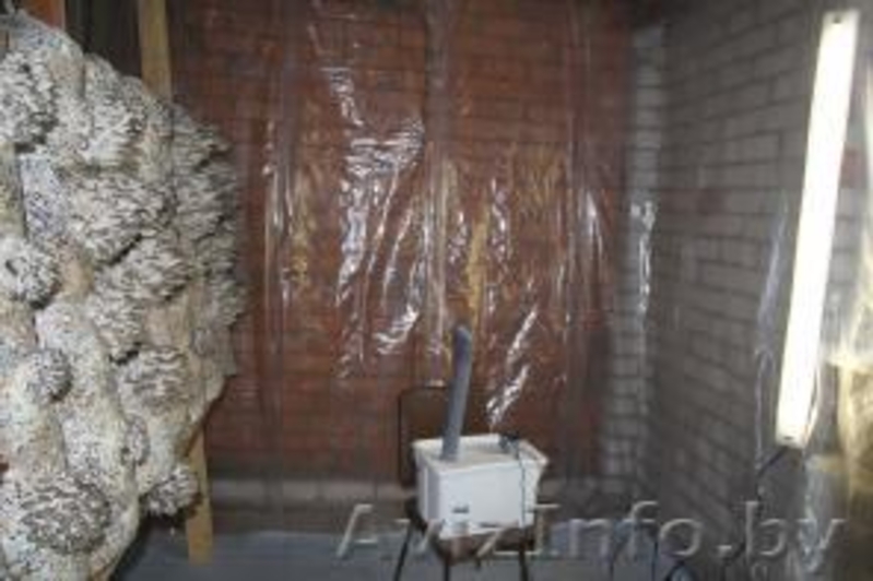 Грибное производство - Изображение #3, Объявление #1467495