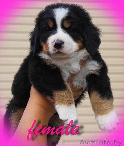 Щенок бернского зенненхунда - Изображение #4, Объявление #1472684