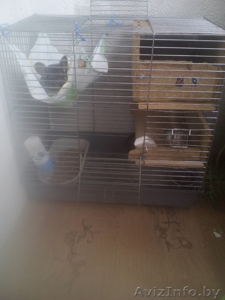 Предлагаю шиншиллу мальчика с клеткой - Изображение #3, Объявление #1468298