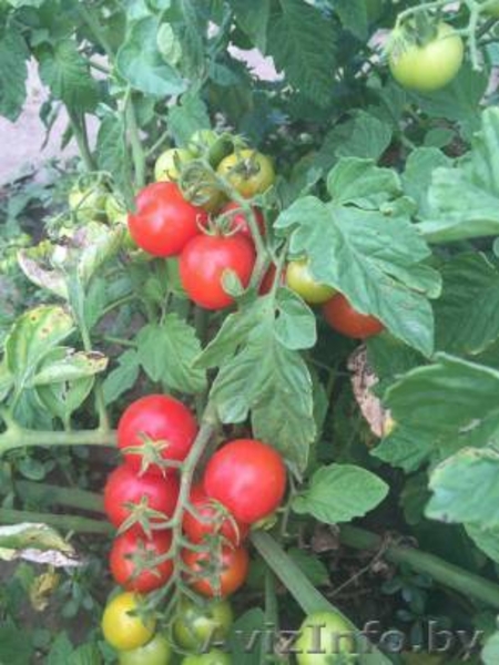 Продаем Томат Черри. Сорт Страмболино. Напрямую от производителя. - Изображение #3, Объявление #1463504