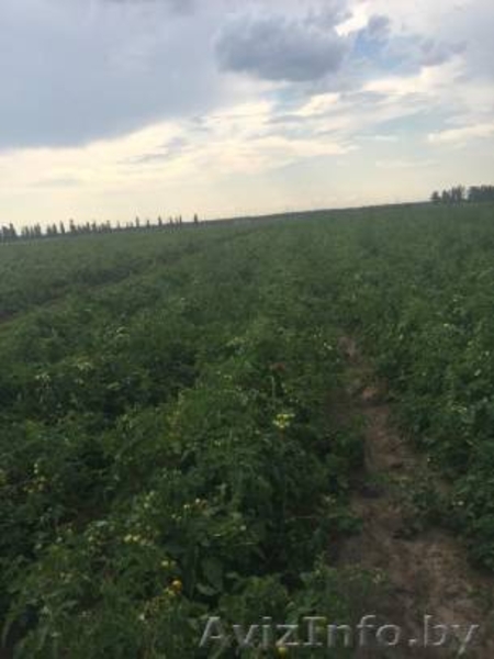 Продаем Томат Черри. Сорт Страмболино. Напрямую от производителя. - Изображение #4, Объявление #1463504