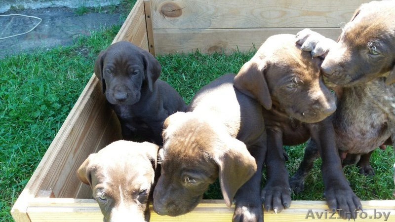 продам щенков курцхаара - Изображение #4, Объявление #1460760