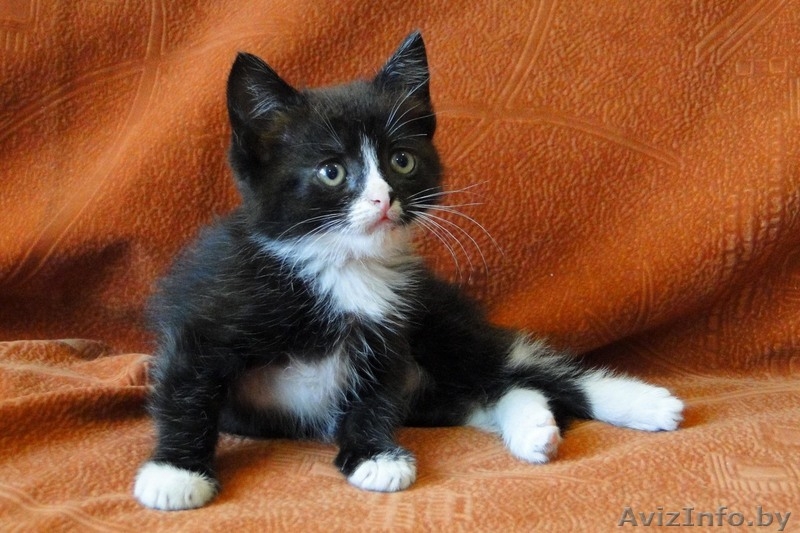 Котята-девочки трехцветка и черненькая в дар! - Изображение #4, Объявление #1472218