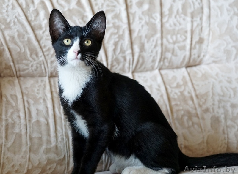 котик подросток  ищет дом - Изображение #3, Объявление #1481089