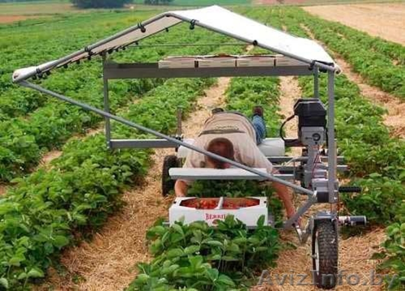  В Польшу на сбор земляники нужны работники - Изображение #3, Объявление #1477514