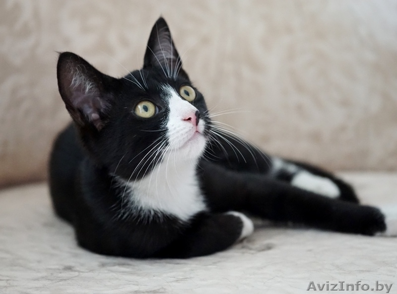 котик подросток  ищет дом - Изображение #5, Объявление #1481089