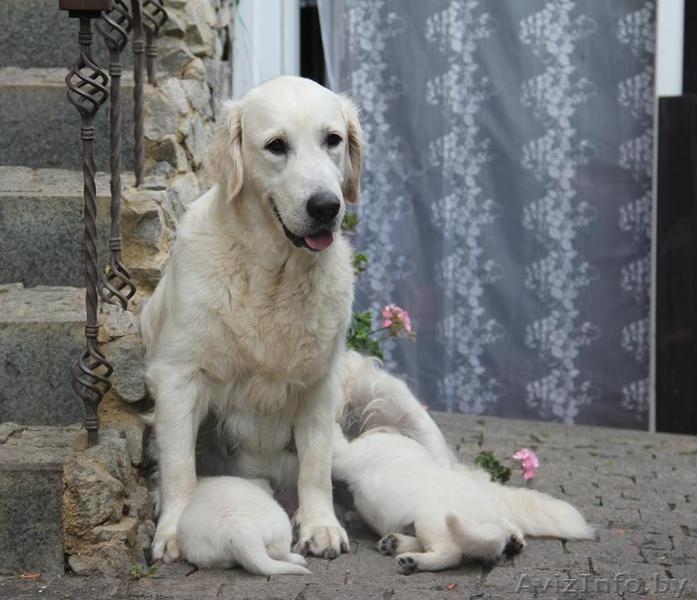 Шикарные щенки голден ретривера от суперчемпионов - Изображение #3, Объявление #1483163