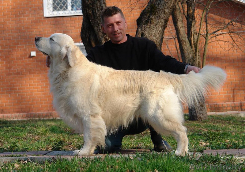 Шикарные щенки голден ретривера от суперчемпионов - Изображение #5, Объявление #1483163