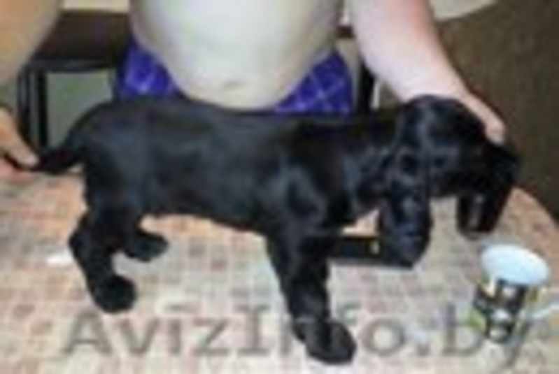  щенок английского кокер спаниеля - Изображение #6, Объявление #1476757