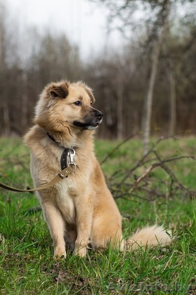 Фил-серьёзный пес ищет дом! - Изображение #4, Объявление #1473907