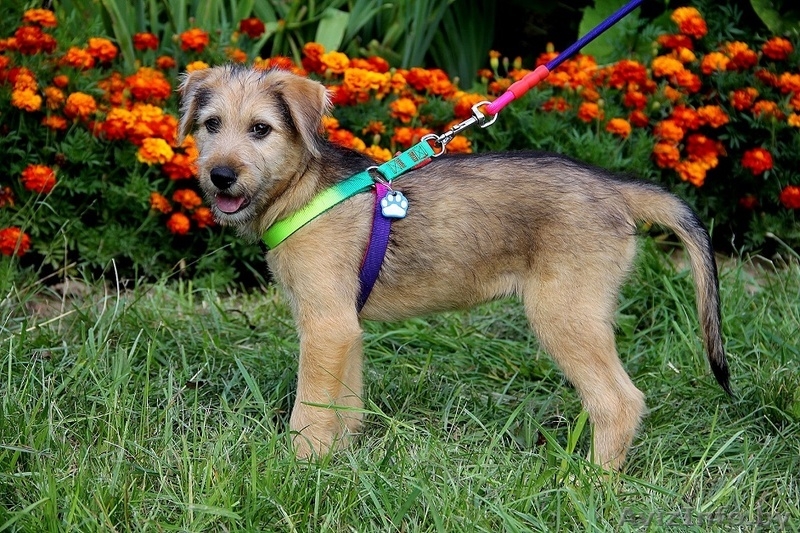 Щенок Дора в хорошие руки - Изображение #3, Объявление #1480485