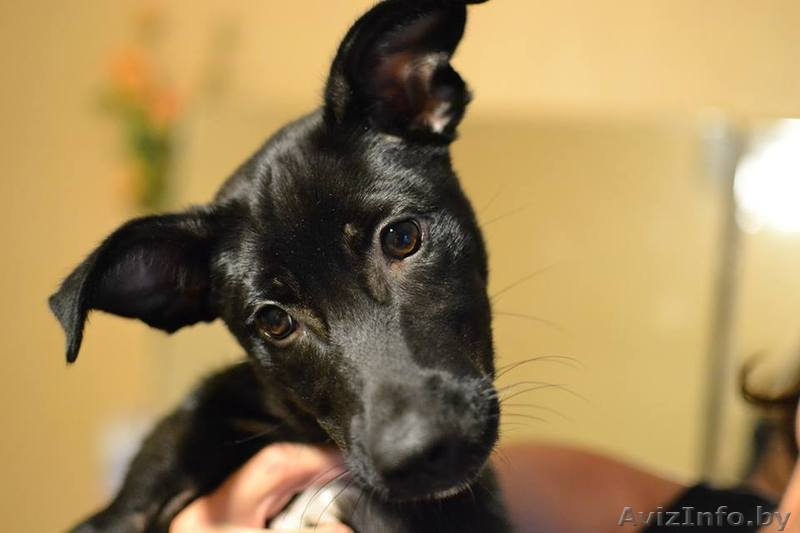 Адель ищет дом  - Изображение #4, Объявление #1484742