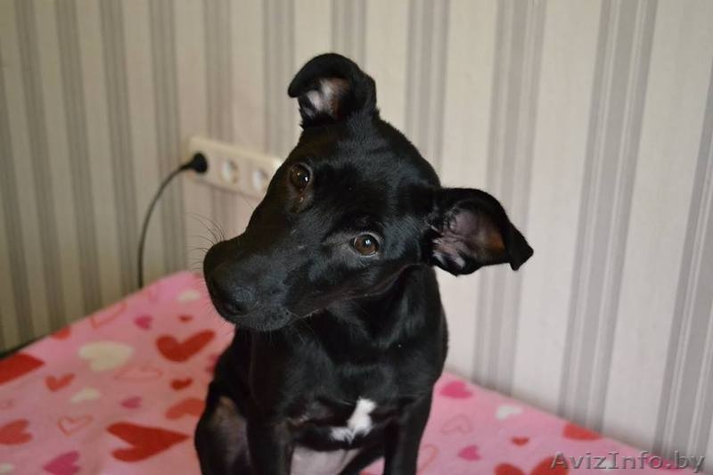 Адель ищет дом  - Изображение #1, Объявление #1484742