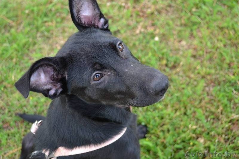 Адель ищет дом  - Изображение #2, Объявление #1484742